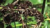 prasna_vrcholova_snet syngenta 