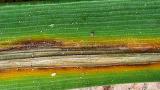 pruhovitost_jecmene syngenta 