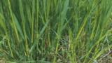 psarka_lucni syngenta 
