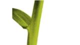 psarka_lucni syngenta 