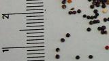 ptacinec_prostredni syngenta 