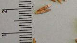 pyr_plazivy syngenta 