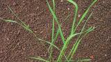 pyr_plazivy syngenta 
