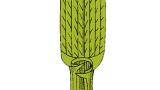 pyr_plazivy syngenta