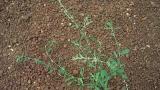 rdesno_ptaci syngenta 