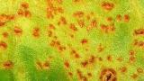 rez_repna syngenta 
