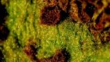 rez_repna syngenta 