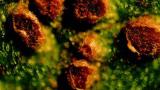 rez_repna syngenta 