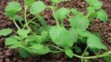 rozrazil_brectanolisty syngenta 