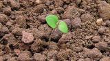 rozrazil_persky syngenta 