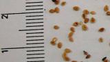 rozrazil_persky syngenta 