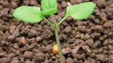 rozrazil_persky syngenta 