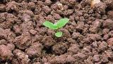rozrazil_rolni syngenta