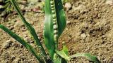 snet_kukuricna syngenta 