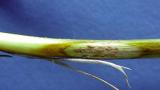 steblolam syngenta 