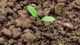 stovik_kaderavy syngenta 