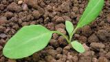 stovik_kaderavy syngenta 