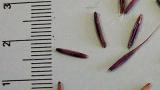 sverep_jalovy syngenta  