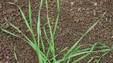 sverep_jalovy syngenta 