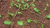 svlacec_rolni syngenta 