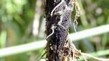 verticiliove_vadnuti syngenta 
