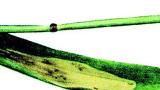 vrtalka_1_2 syngenta 