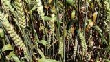 zakrsla_snetivost_psenice_1 syngenta 