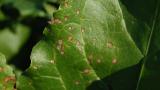 Cerkosporióza repy list Syngenta