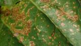 Cerkosporióza repa list Syngenta