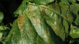 Cerkosporióza Syngenta