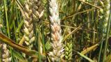 Fusarium obilniny Syngenta