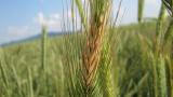 Fuzariózy obilnín Syngenta