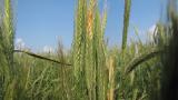 Fuzariózy pšenica Syngenta