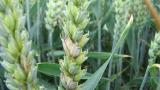 Fusarium pšenica Syngenta