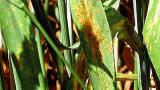 Hrdze syngenta 