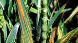 Hrdze syngenta 