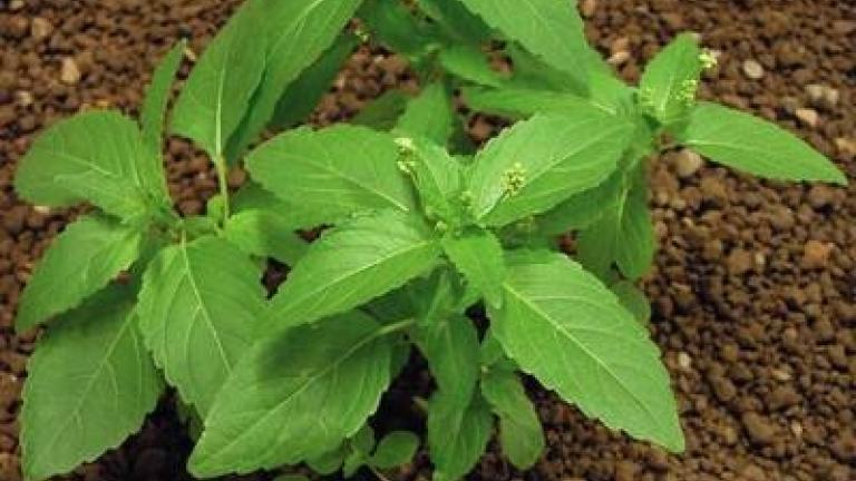 bazanka_rocni syngenta 