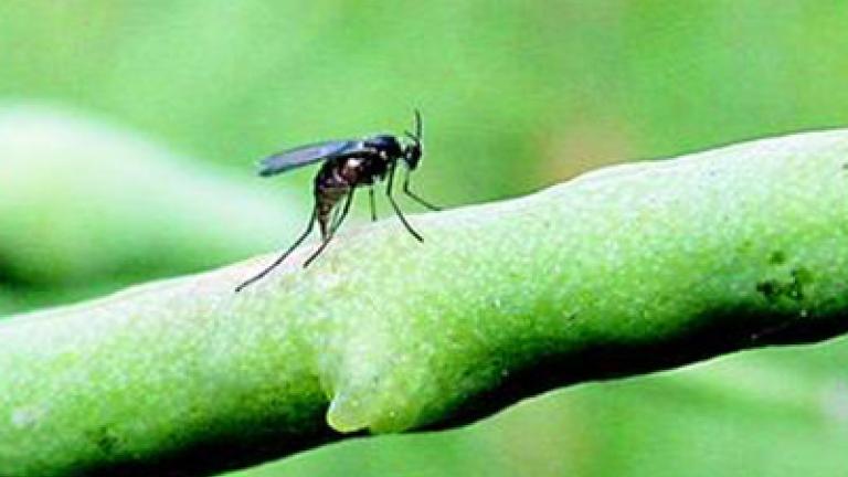 bejlomorka_kapustova syngenta 