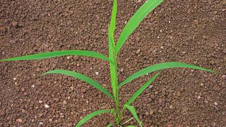 ber_zeleny syngenta 