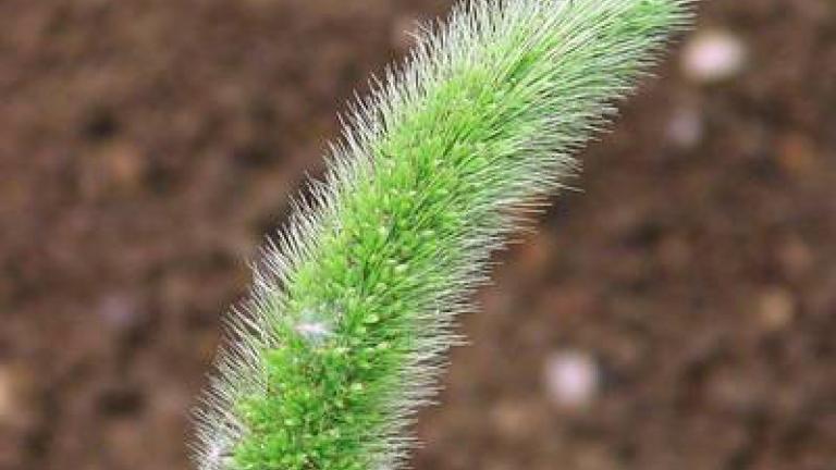 ber_zeleny syngenta 