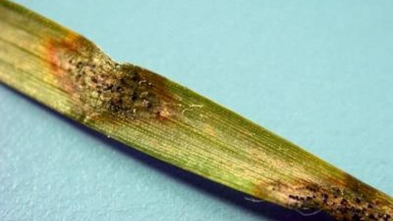 branicnatka_psenicna syngenta 