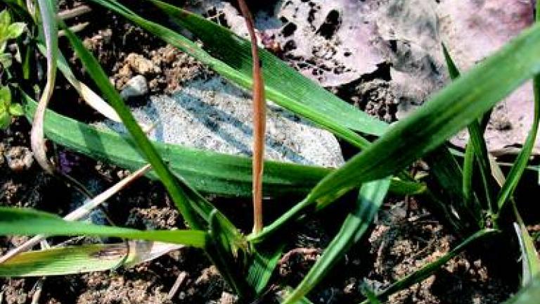 bzunka jecna syngenta