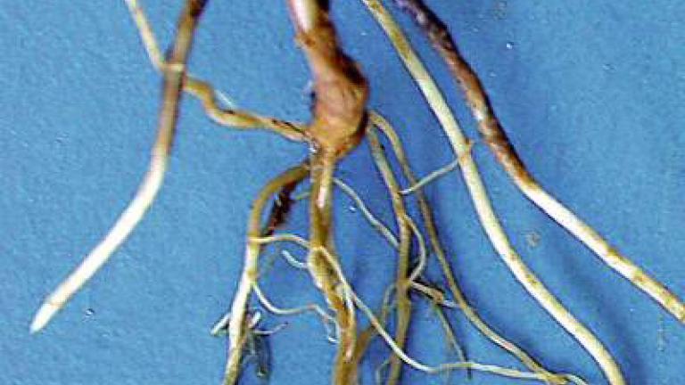 cernani_pat_stebel syngenta 