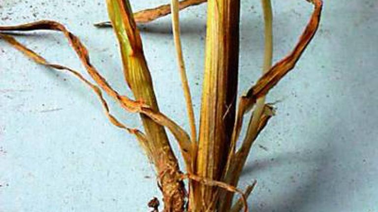 cernani_pat_stebel syngenta 
