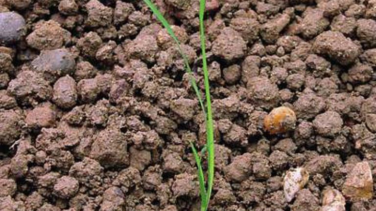 chundelka_metlice syngenta 
