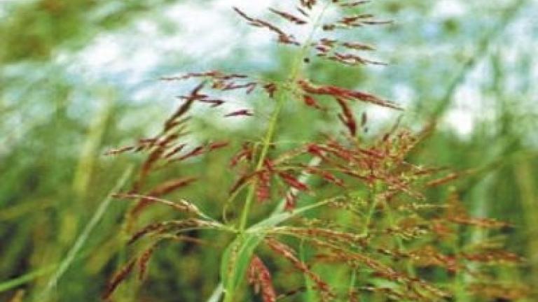 cirok_halepsky syngenta 