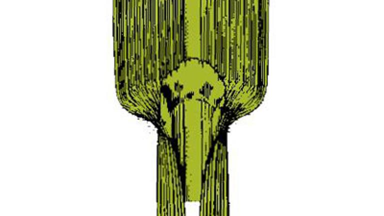 cirok_halepsky_char_znak syngenta 