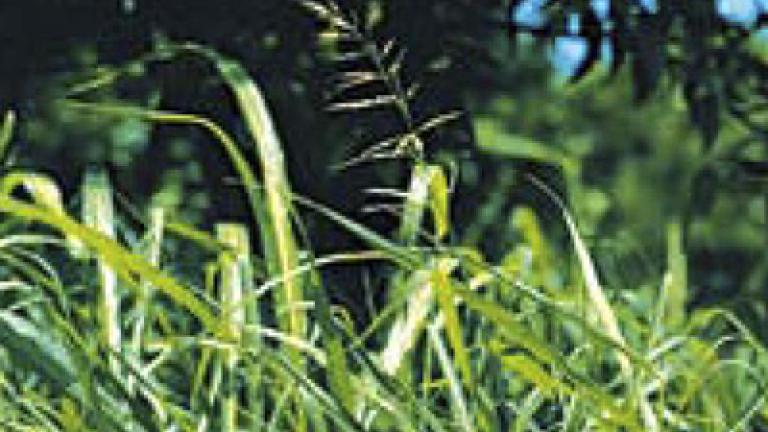 cirok_obecny syngenta 