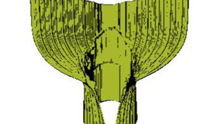 cirok_obecny syngenta 