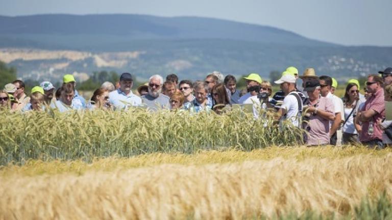 cta 33 syngenta 